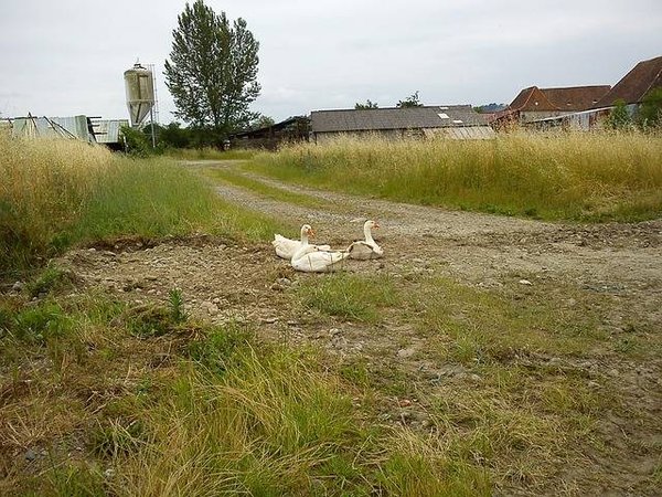 Les campings du Béarn à découvrir